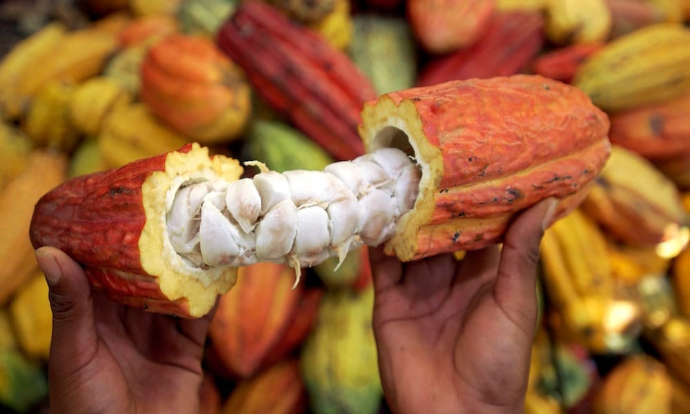 Buah Kakao