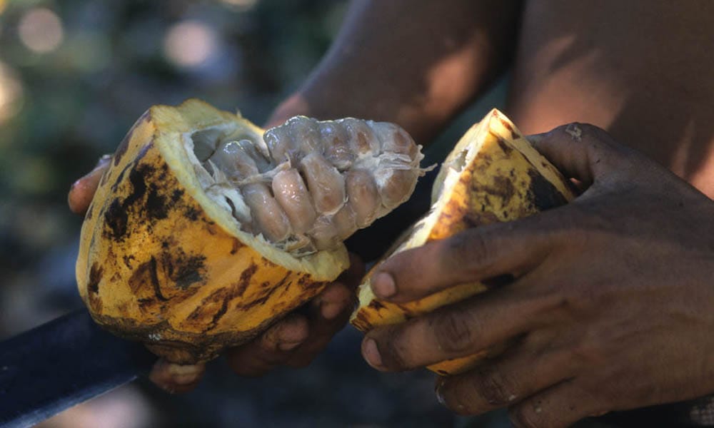 Cacao Fruit