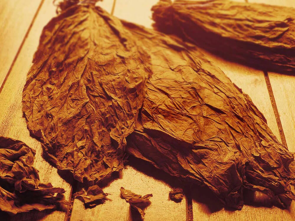 Daun Tembakau